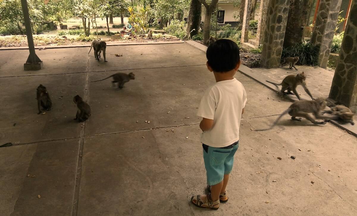 Monyet di Hutan Wisata Kaliurang